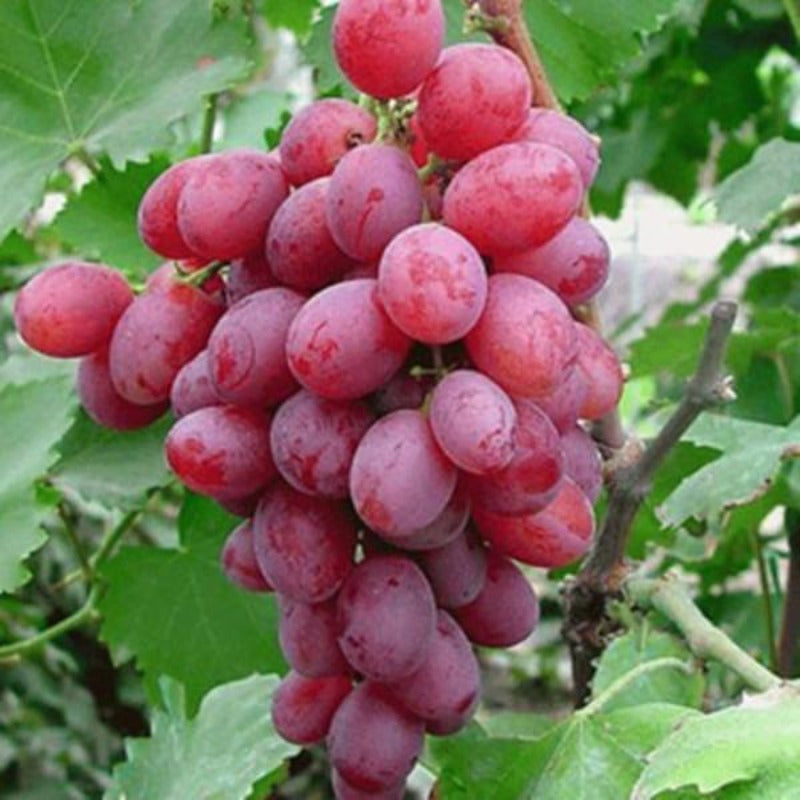 Light Red Kyoho Grape Seeds