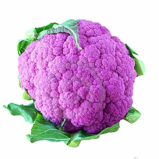 Purple Snowy Cauliflower Seeds