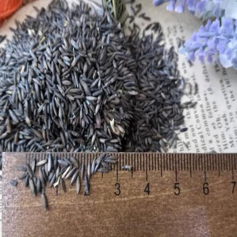 Limonium Sinuatum Seeds