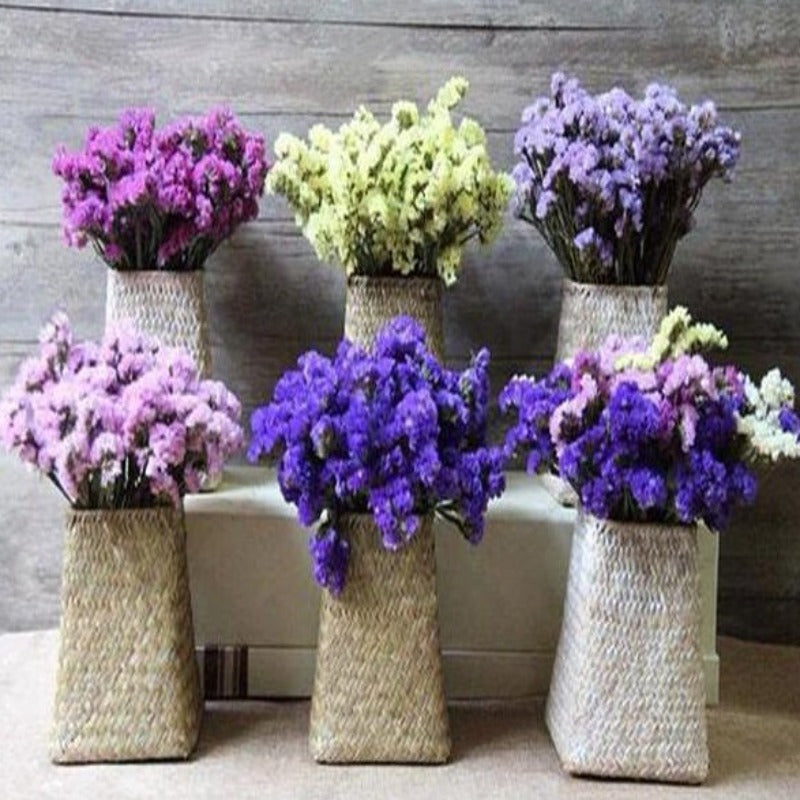 Limonium Sinuatum Seeds