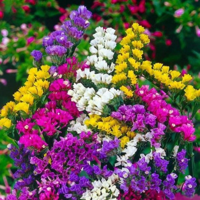 Limonium Sinuatum Seeds