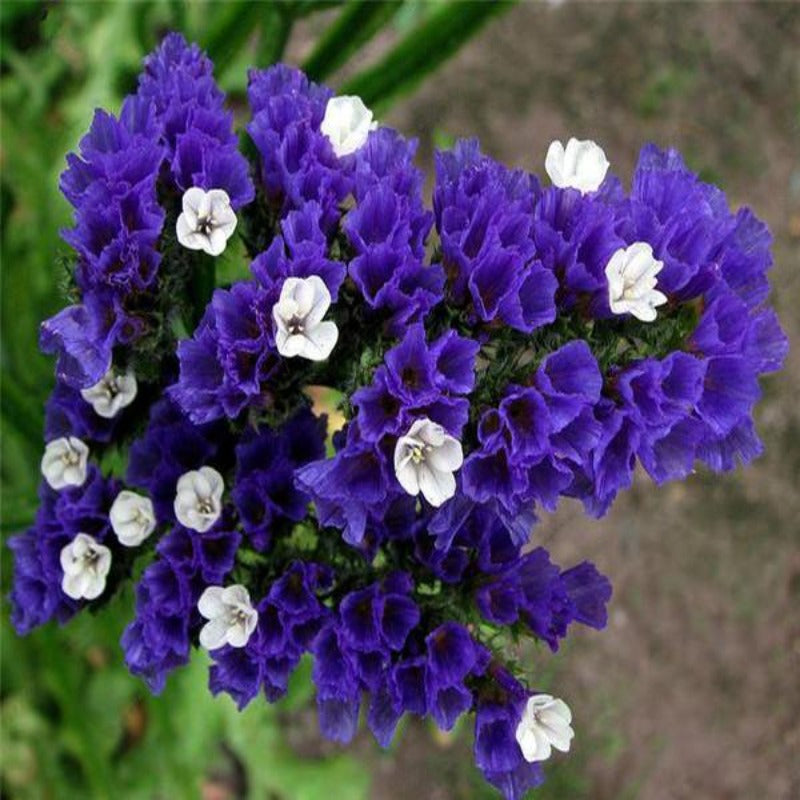 Limonium Sinuatum Seeds