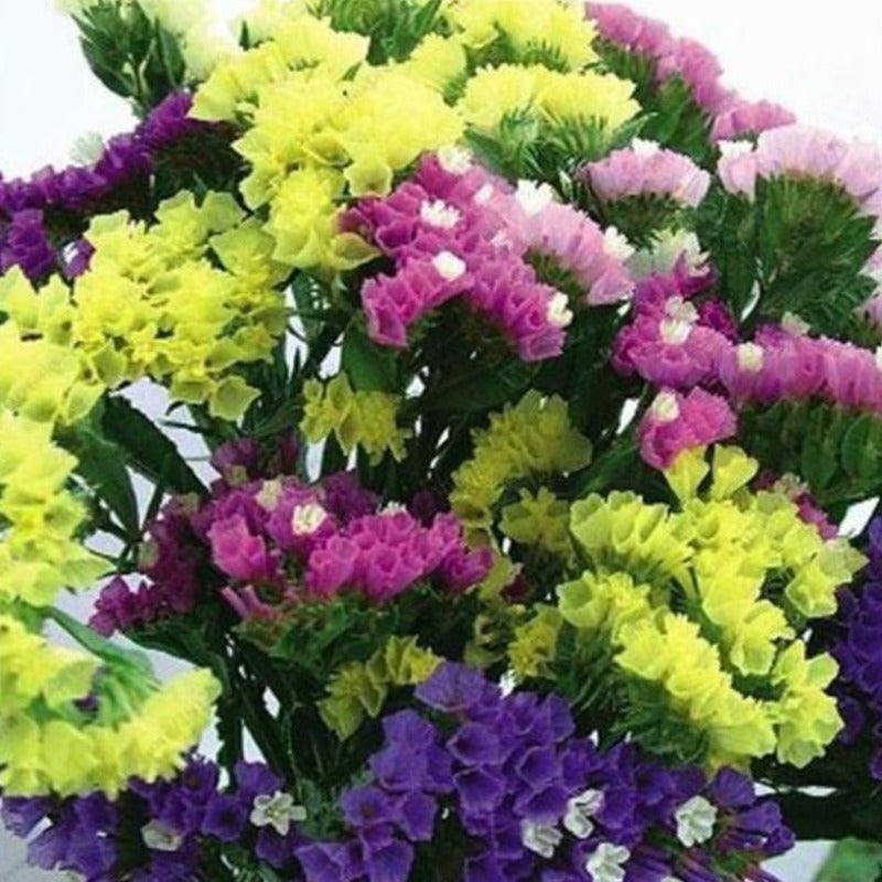 Limonium Sinuatum Seeds