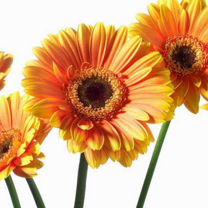 Rare Autumn Gerbera Seeds