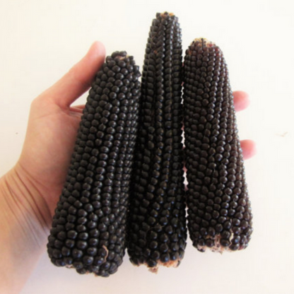 Strawberry Corn Seeds