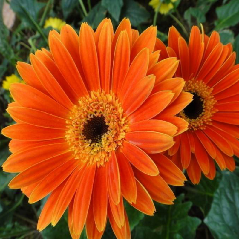 Rare Autumn Gerbera Seeds