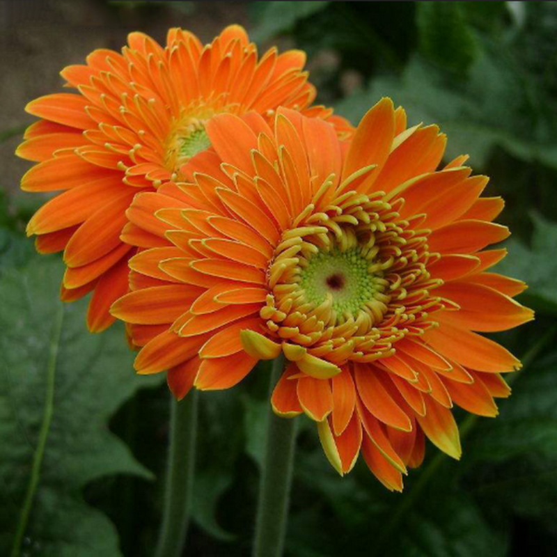 Rare Autumn Gerbera Seeds