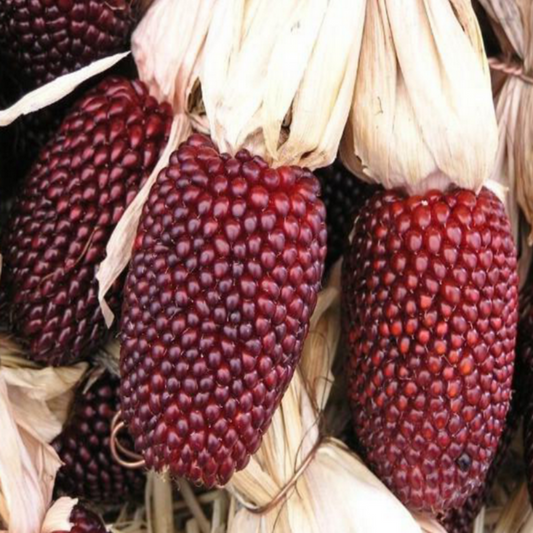 Strawberry Corn Seeds