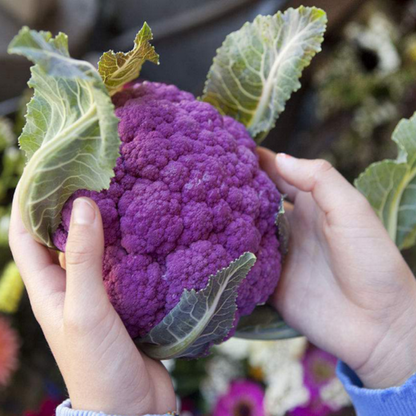 Graffiti Dark Purple Cauliflower Seeds