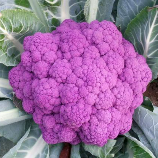 Graffiti Dark Purple Cauliflower Seeds