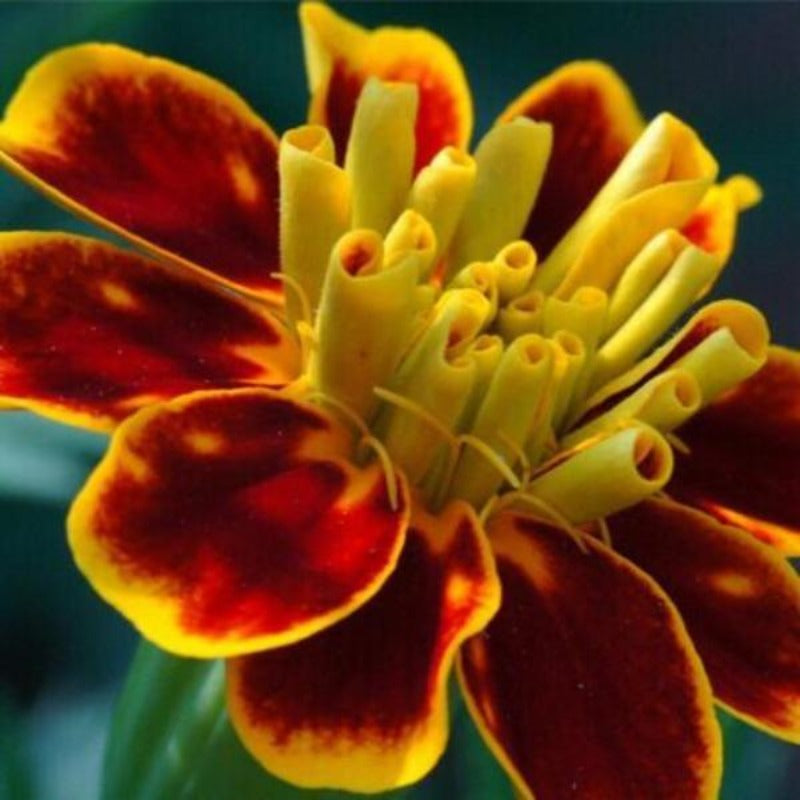 Tagetes Patula Seeds