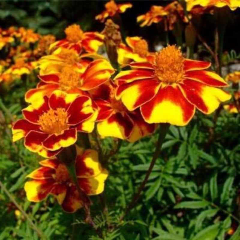 Tagetes Patula Seeds