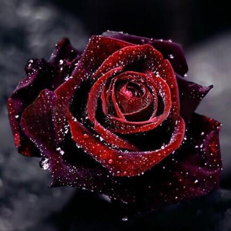 Black Rose Seeds