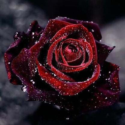 Black Rose Seeds