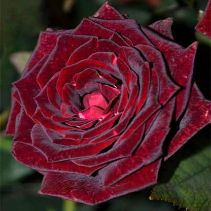 Black Rose Seeds