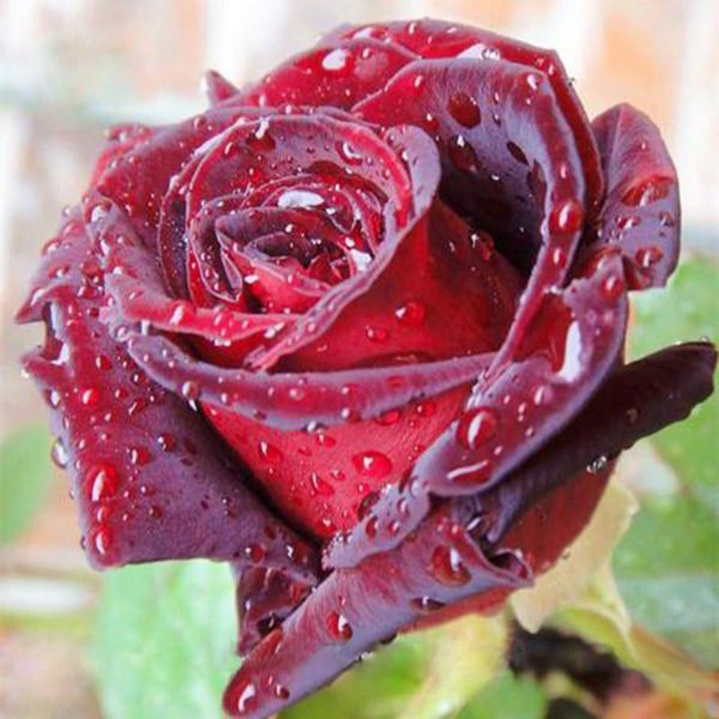 Black Rose Seeds