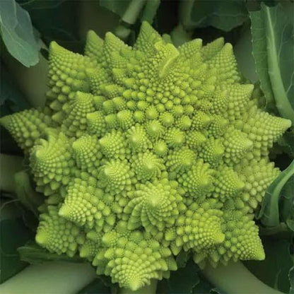 Snowy Cauliflower Seeds