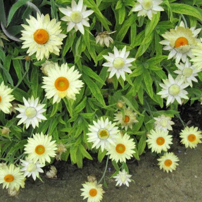 White Strawflower Seeds