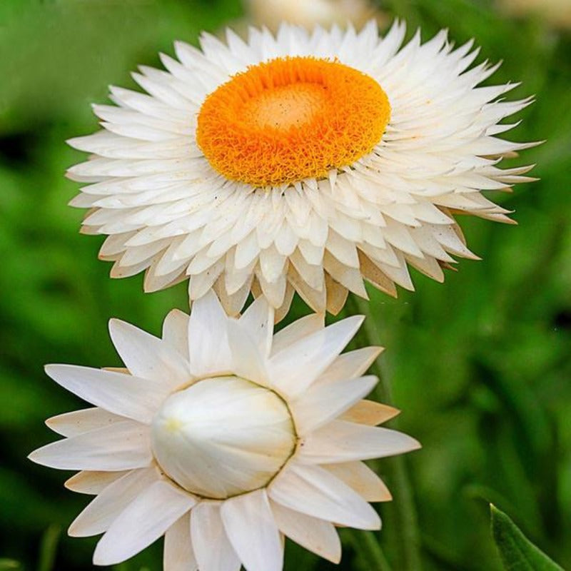 White Strawflower Seeds