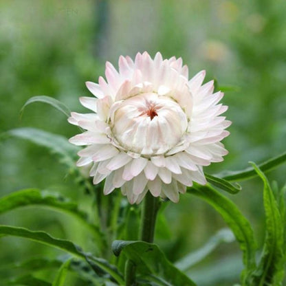 White Strawflower Seeds