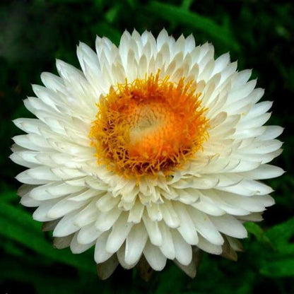 White Strawflower Seeds