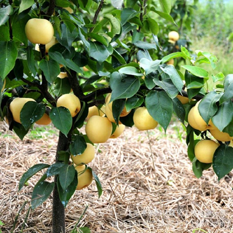 Golden Pear Seeds