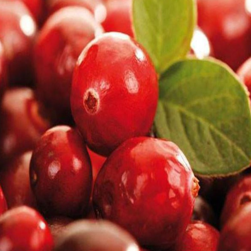 Wild Cranberry Cherry Seeds