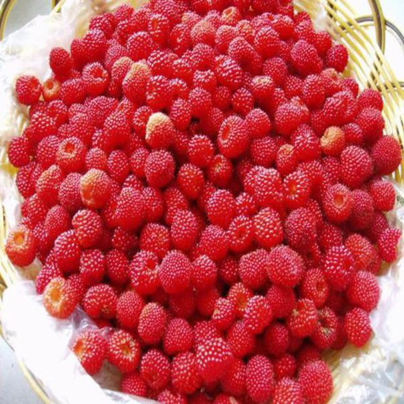 Wild Strawberry Seeds