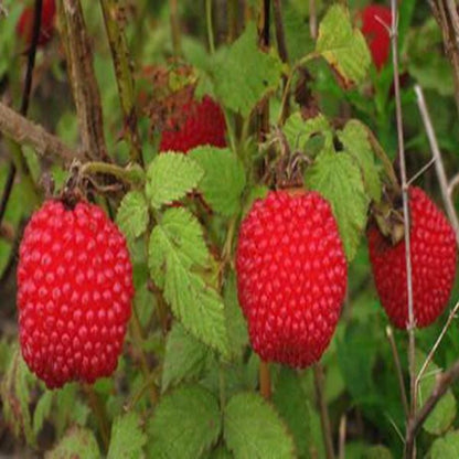 Wild Strawberry Seeds