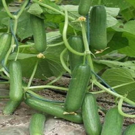 Mini Cucumber Seeds