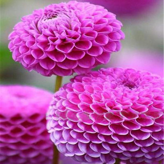 Small Zinnia Flower Plant Seeds