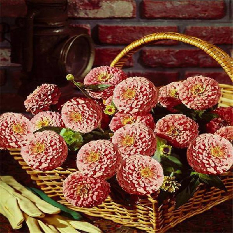Red Zinnia Flower Seeds