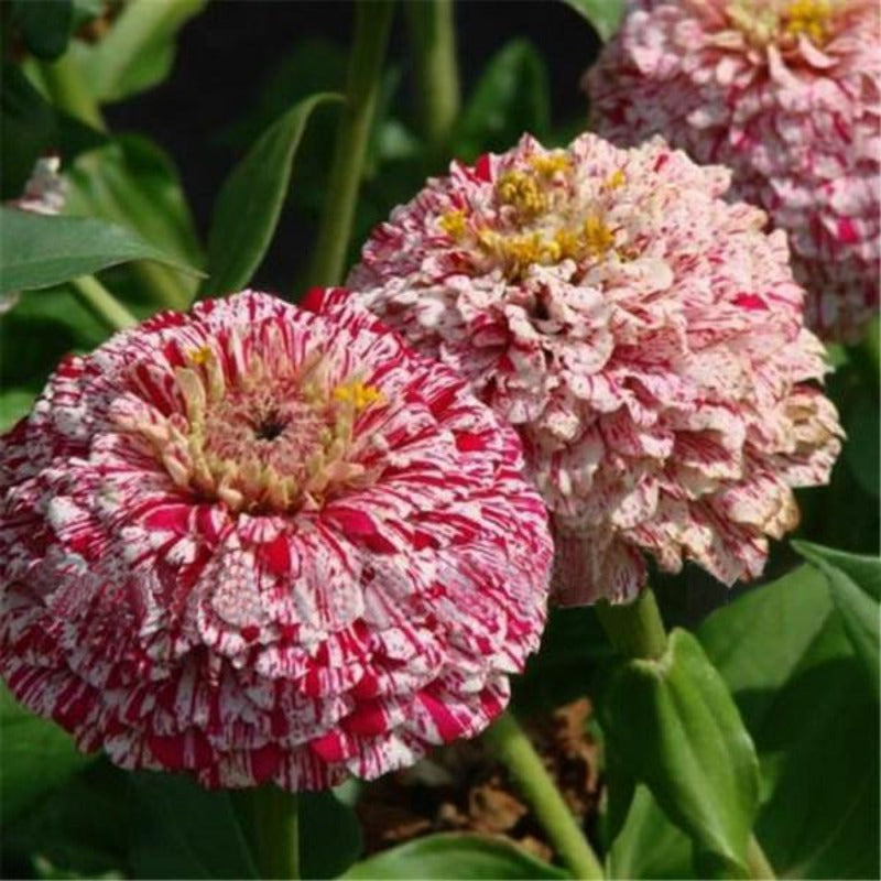 Small Zinnia Flower Seeds