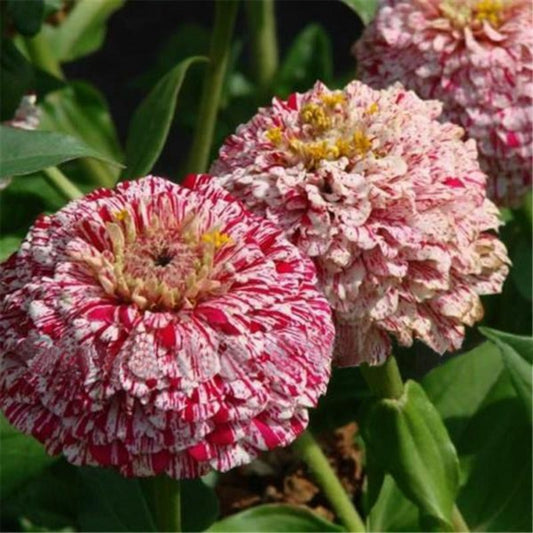 Small Zinnia Flower Seeds