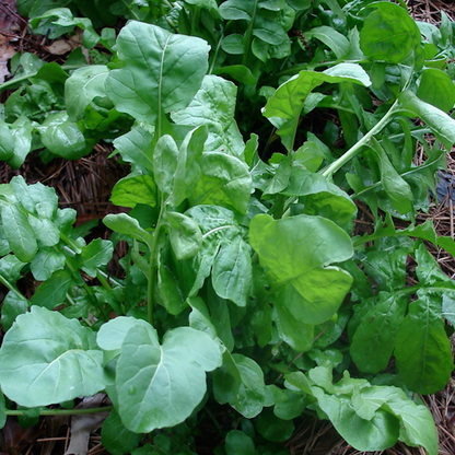 Arugula Seeds