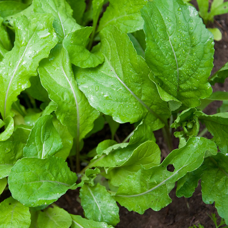 Arugula Seeds