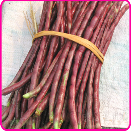 Asparagus Bean Seeds