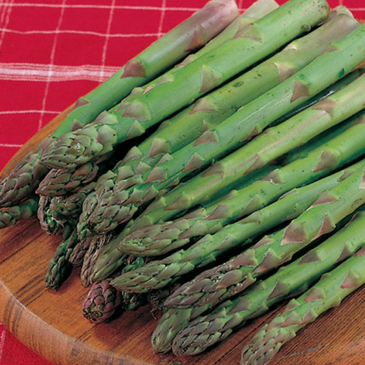 Asparagus Jersey Giant Seeds