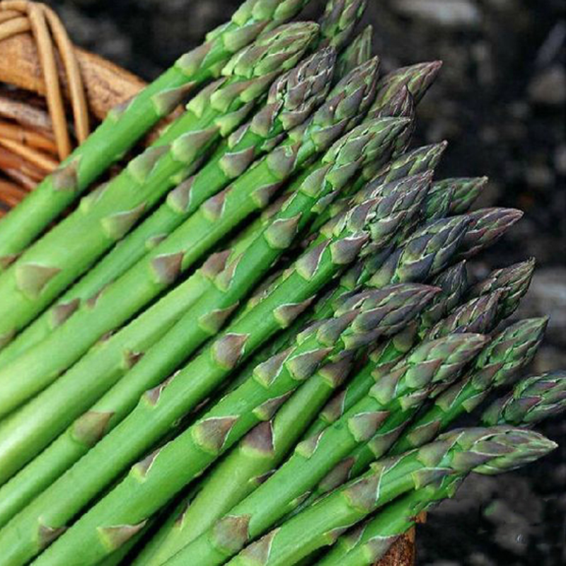 Asparagus Jersey Giant Seeds