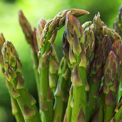 Asparagus Jersey Giant Seeds