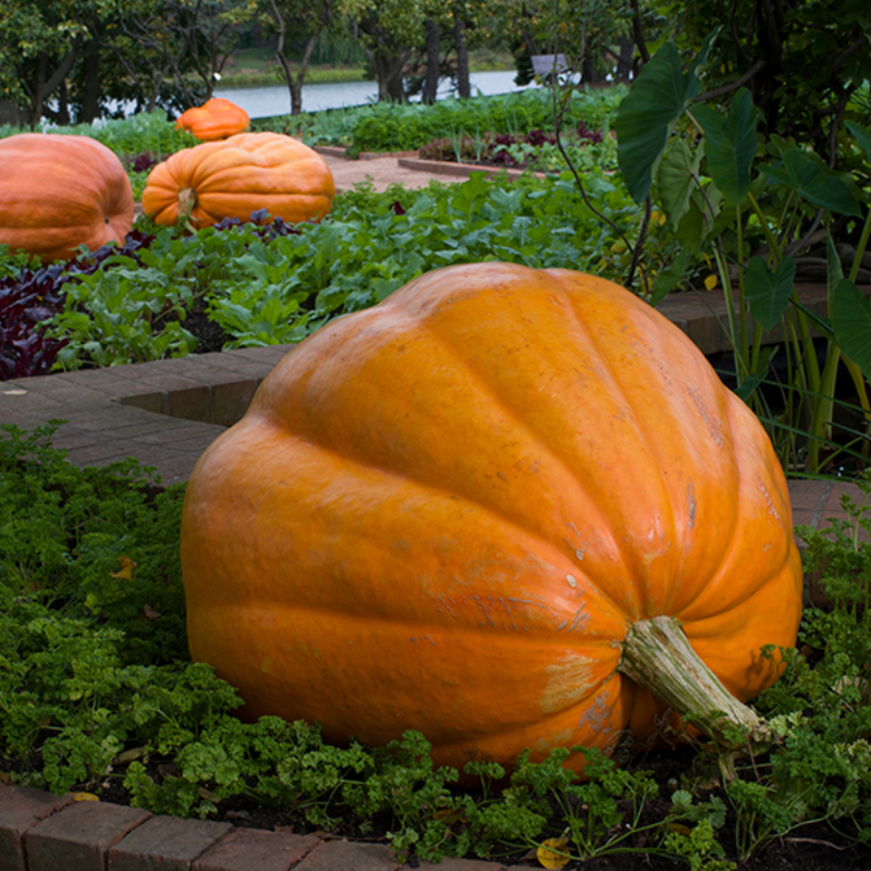 Giant Pumpkin Seeds