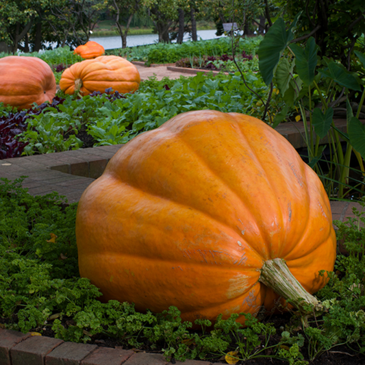 Giant Pumpkin Seeds