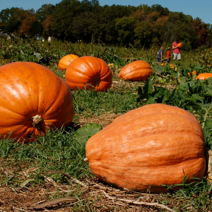 Giant Pumpkin Seeds