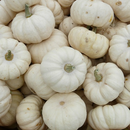 Baby Pumpkin Seeds