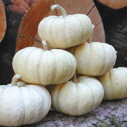 Baby Pumpkin Seeds