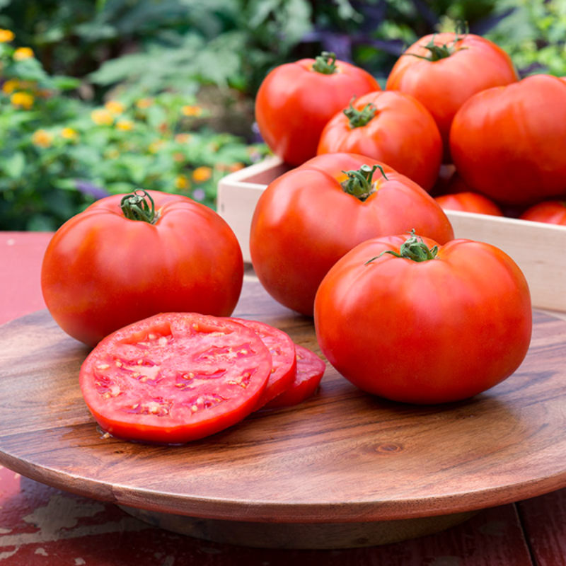 Solanum Lycopersicum Tomato Seeds