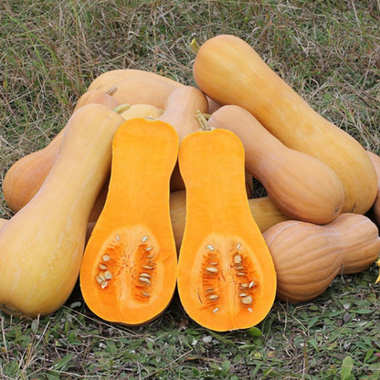 Butternut Squash Seeds