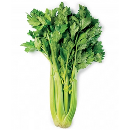 Celery Vegetable Seeds