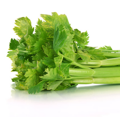 Celery Vegetable Seeds