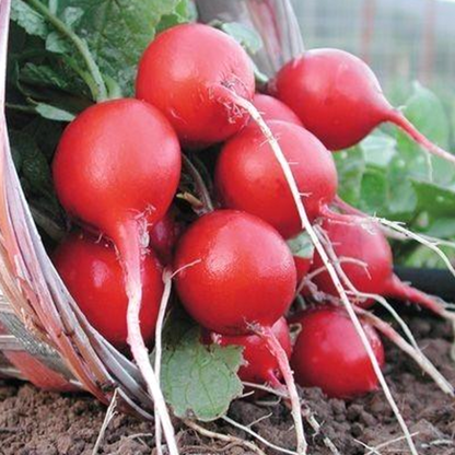 Cherry Belle Radish Seeds